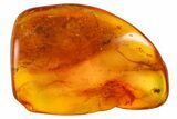 Detailed Fossil Spider, Wasp and Ant in Baltic Amber #139017-3